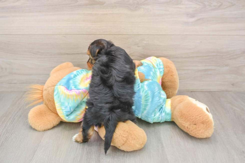 Yorkie Poo Puppy for Adoption