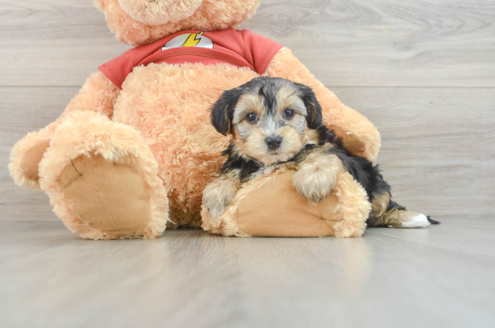 6 week old Yorkie Poo Puppy For Sale - Simply Southern Pups