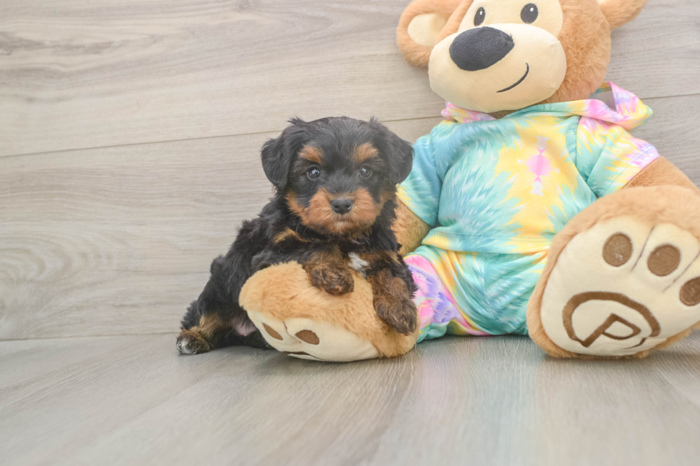 Meet Amanda - our Yorkie Poo Puppy Photo  1/3 - Simply Southern Pups Best Yorkie Poo Baby
