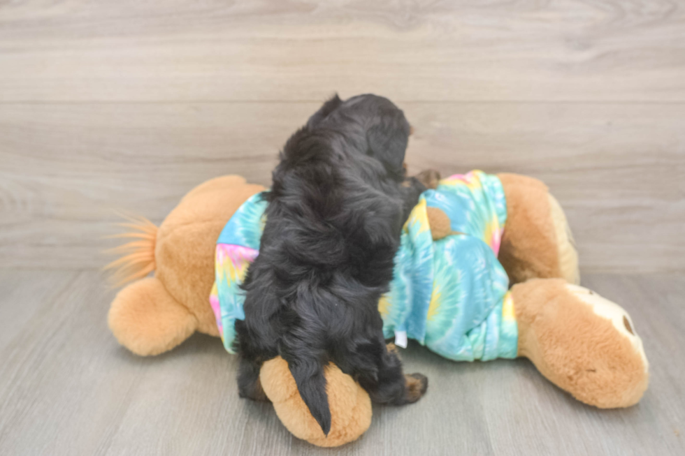 Meet Amanda - our Yorkie Poo Puppy Photo  3/3 - Simply Southern Pups Best Yorkie Poo Baby