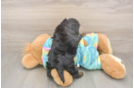 Meet Amanda - our Yorkie Poo Puppy Photo  3/3 - Simply Southern Pups Best Yorkie Poo Baby