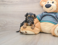 8 week old Yorkie Poo Puppy For Sale - Simply Southern Pups