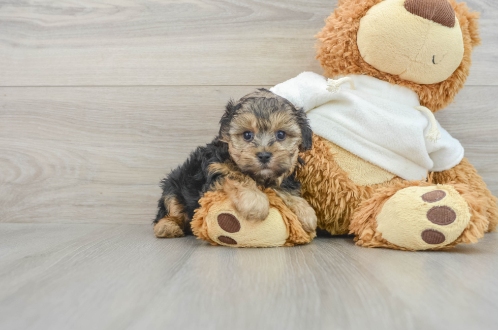 6 week old Yorkie Poo Puppy For Sale - Simply Southern Pups