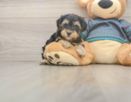 8 week old Yorkie Poo Puppy For Sale - Simply Southern Pups