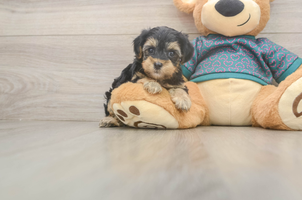 6 week old Yorkie Poo Puppy For Sale - Simply Southern Pups