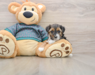 8 week old Yorkie Poo Puppy For Sale - Simply Southern Pups