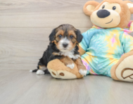 8 week old Yorkie Poo Puppy For Sale - Simply Southern Pups