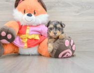 8 week old Yorkie Poo Puppy For Sale - Simply Southern Pups
