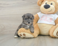 7 week old Yorkie Poo Puppy For Sale - Simply Southern Pups
