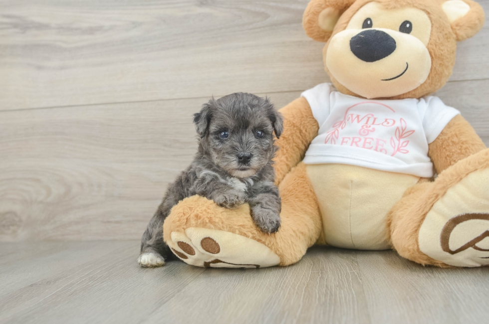 7 week old Yorkie Poo Puppy For Sale - Simply Southern Pups