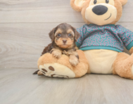 7 week old Yorkie Poo Puppy For Sale - Simply Southern Pups