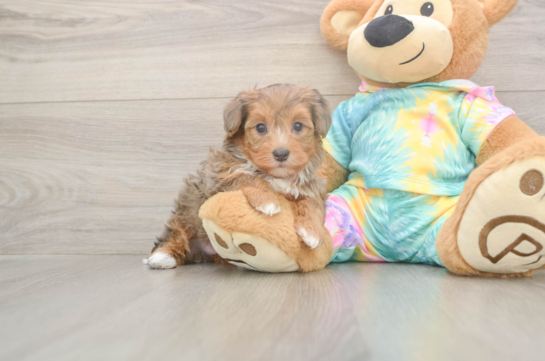 5 week old Yorkie Poo Puppy For Sale - Simply Southern Pups Yorkie Poo Pup Being Cute