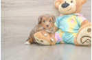 Meet Anastasia - our Yorkie Poo Puppy Photo  1/3 - Simply Southern Pups Yorkie Poo Pup Being Cute