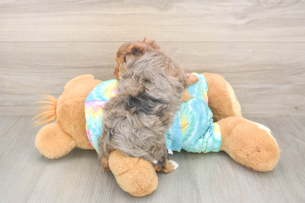 Meet Anastasia - our Yorkie Poo Puppy Photo  3/3 - Simply Southern Pups Yorkie Poo Pup Being Cute