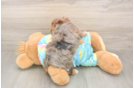 Meet Anastasia - our Yorkie Poo Puppy Photo  3/3 - Simply Southern Pups Yorkie Poo Pup Being Cute