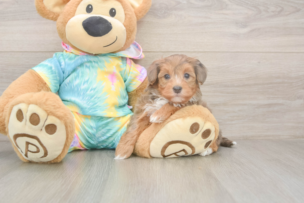 Meet Anastasia - our Yorkie Poo Puppy Photo  2/3 - Simply Southern Pups Energetic Yorkipoo Poodle Mix Puppy