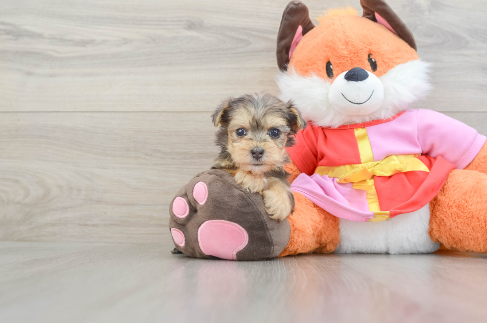 5 week old Yorkie Poo Puppy For Sale - Simply Southern Pups