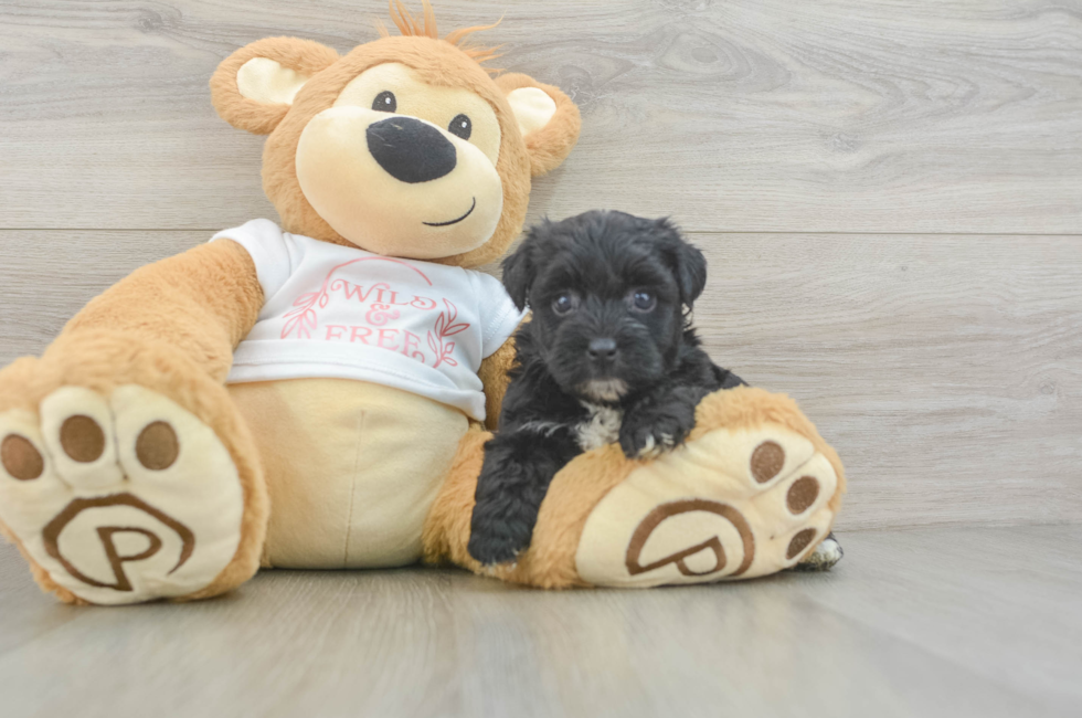 7 week old Yorkie Poo Puppy For Sale - Simply Southern Pups