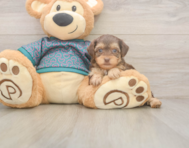 7 week old Yorkie Poo Puppy For Sale - Simply Southern Pups