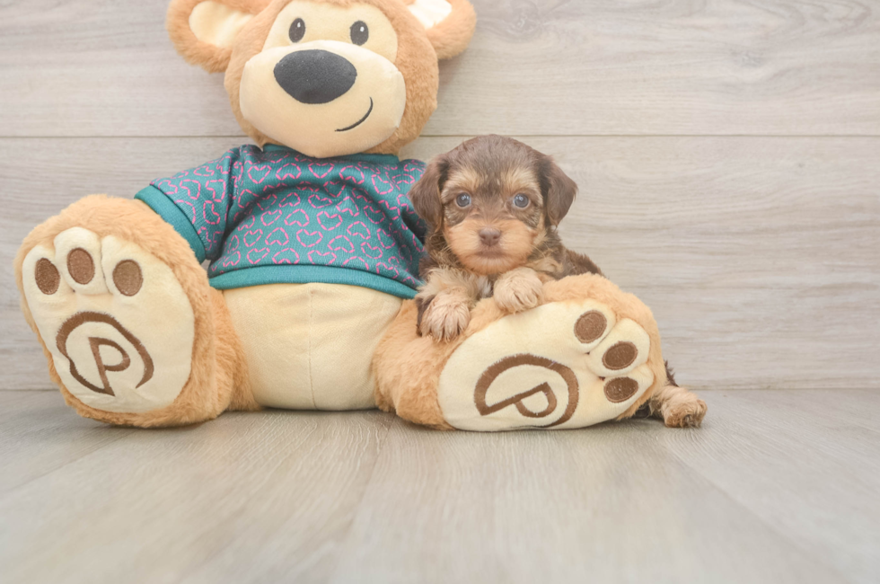 6 week old Yorkie Poo Puppy For Sale - Simply Southern Pups