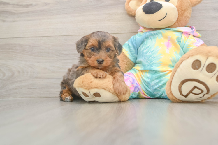 Best Yorkie Poo Baby