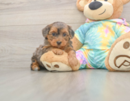6 week old Yorkie Poo Puppy For Sale - Simply Southern Pups