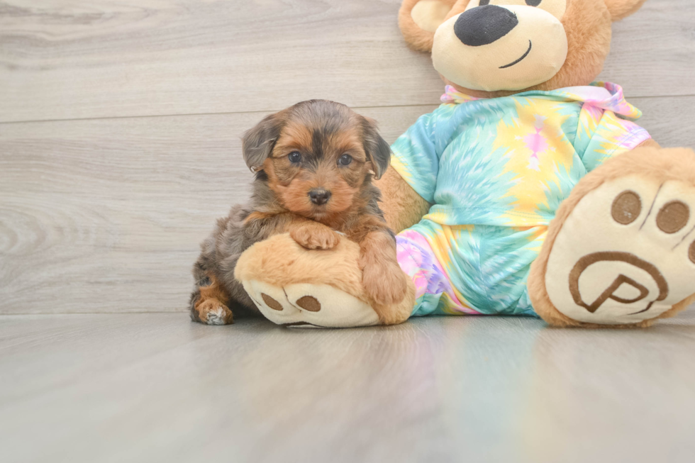 Meet Ares - our Yorkie Poo Puppy Photo  1/3 - Simply Southern Pups Best Yorkie Poo Baby