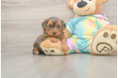 Meet Ares - our Yorkie Poo Puppy Photo  1/3 - Simply Southern Pups Best Yorkie Poo Baby