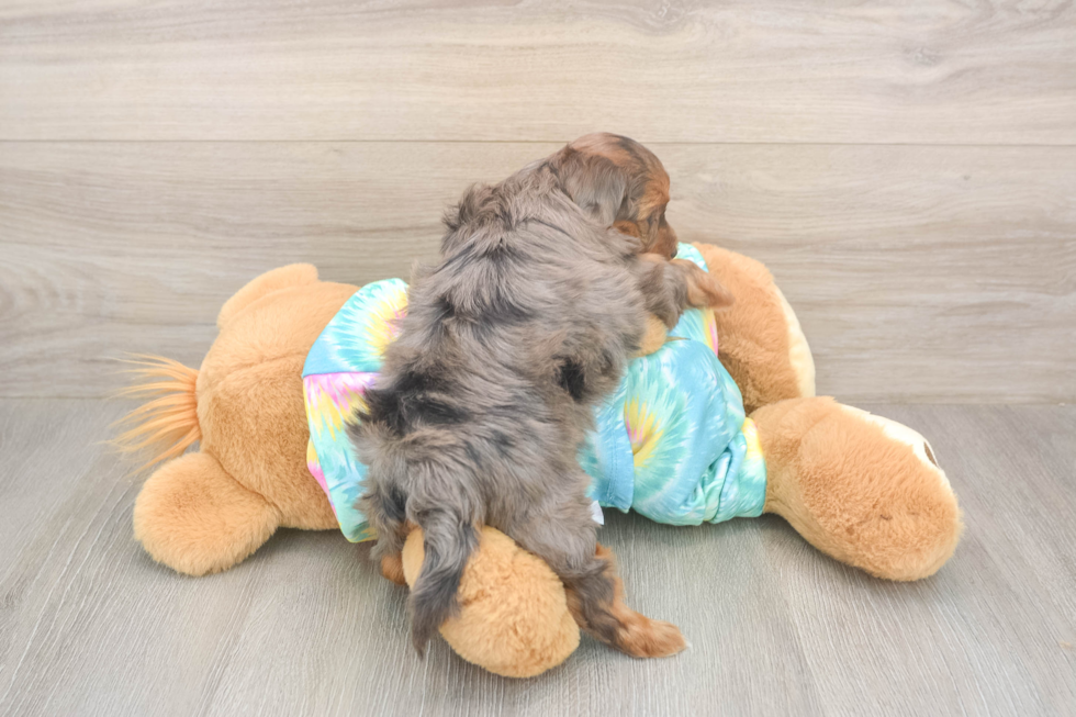 Meet Ares - our Yorkie Poo Puppy Photo  3/3 - Simply Southern Pups Energetic Yorkipoo Poodle Mix Puppy