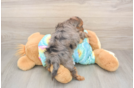 Meet Ares - our Yorkie Poo Puppy Photo  3/3 - Simply Southern Pups Energetic Yorkipoo Poodle Mix Puppy