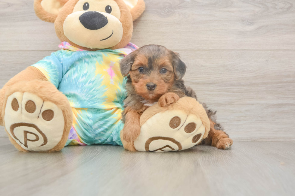 Meet Ares - our Yorkie Poo Puppy Photo  2/3 - Simply Southern Pups Popular Yorkie Poo Poodle Mix Pup