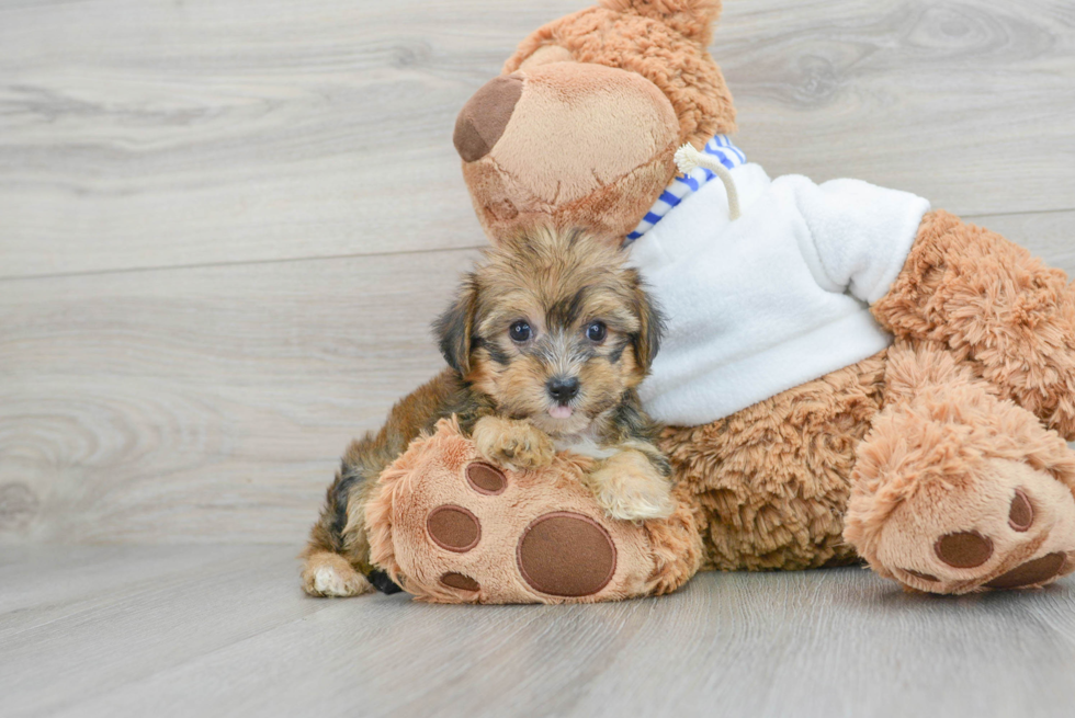 Funny Yorkie Poo Poodle Mix Pup