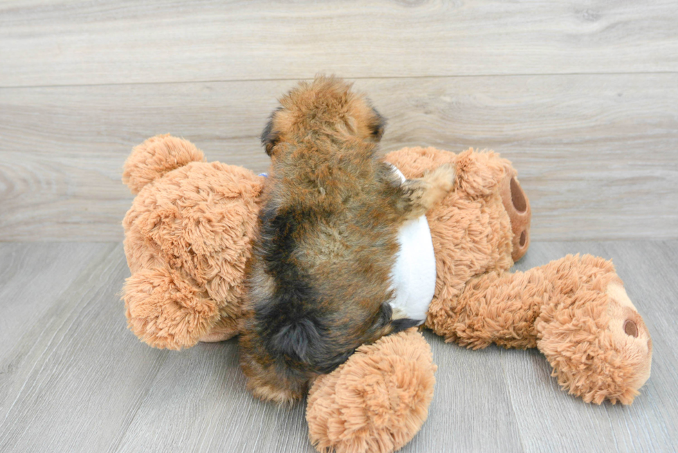 Yorkie Poo Pup Being Cute