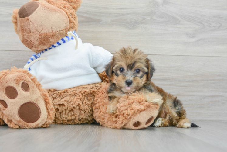 Sweet Yorkie Poo Baby
