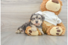 Funny Yorkie Poo Poodle Mix Pup