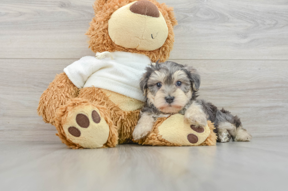 6 week old Yorkie Poo Puppy For Sale - Simply Southern Pups