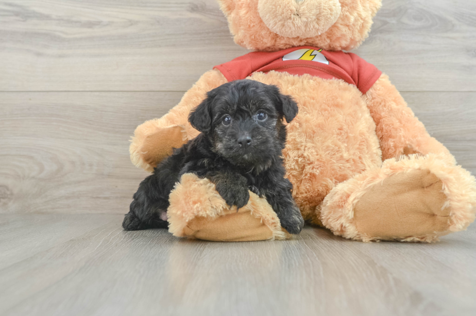 6 week old Yorkie Poo Puppy For Sale - Simply Southern Pups