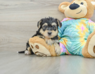 6 week old Yorkie Poo Puppy For Sale - Simply Southern Pups