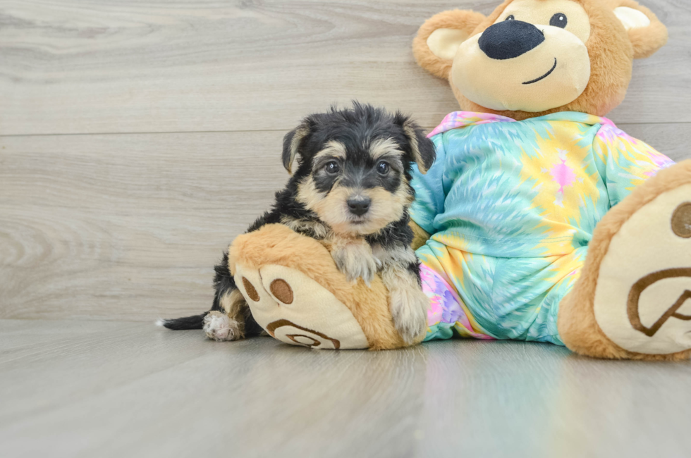 6 week old Yorkie Poo Puppy For Sale - Simply Southern Pups