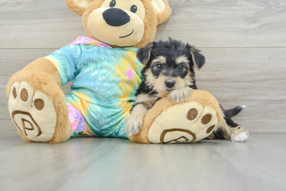 Yorkie Poo Pup Being Cute