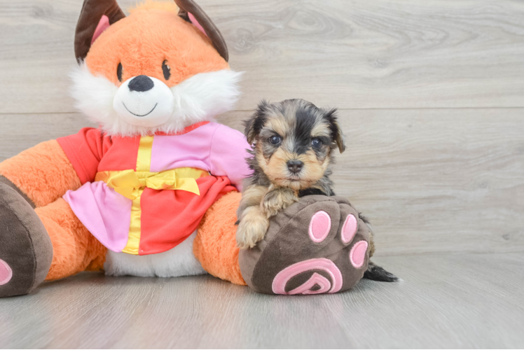 Yorkie Poo Pup Being Cute