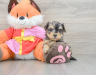 8 week old Yorkie Poo Puppy For Sale - Simply Southern Pups
