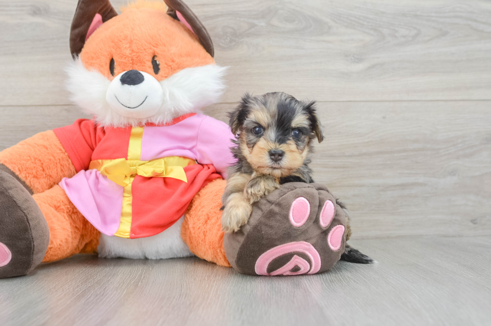 5 week old Yorkie Poo Puppy For Sale - Simply Southern Pups