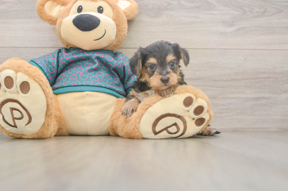 5 week old Yorkie Poo Puppy For Sale - Simply Southern Pups