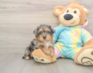 8 week old Yorkie Poo Puppy For Sale - Simply Southern Pups