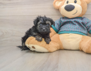 9 week old Yorkie Poo Puppy For Sale - Simply Southern Pups