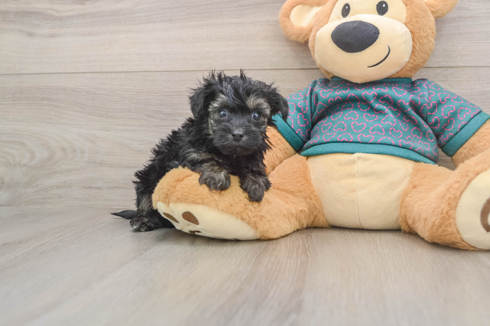 Happy Yorkie Poo Baby