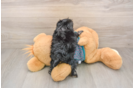 Popular Yorkie Poo Poodle Mix Pup