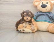 7 week old Yorkie Poo Puppy For Sale - Simply Southern Pups