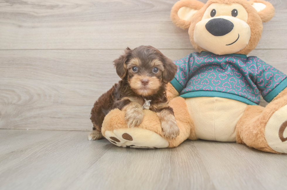 6 week old Yorkie Poo Puppy For Sale - Simply Southern Pups